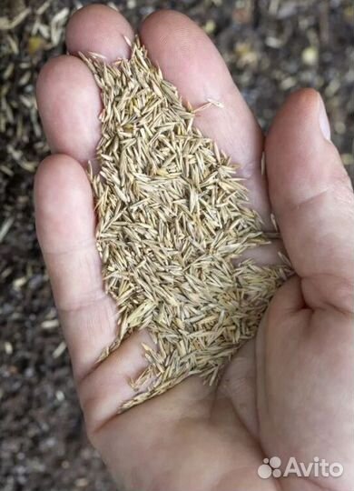 Семена костреца