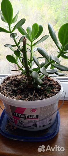 Толстянка денежное дерево