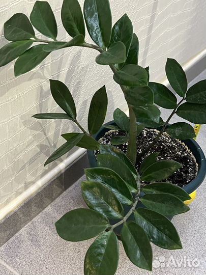 Два Замиокулькаса 30 см и 70 см