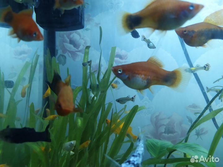 Меченосец лещевидный, молинезии золотые