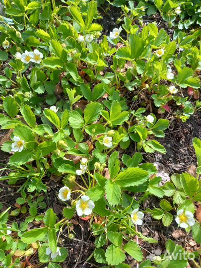 Клубника Виктория земляника ремонтантная саженцы