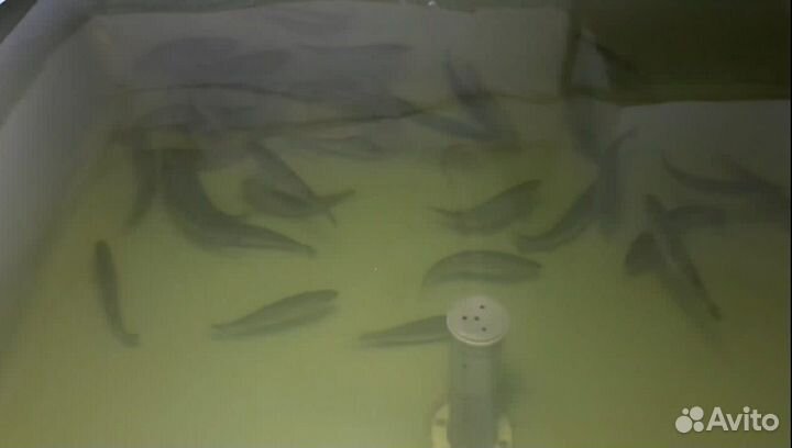 Живая рыба форель