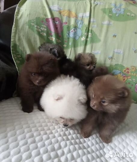 Щенки шпица