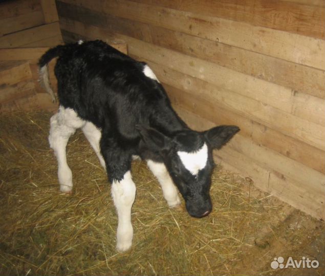 Бычки и телята