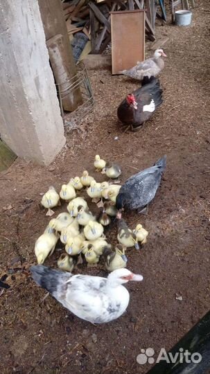 Цыплята, утята