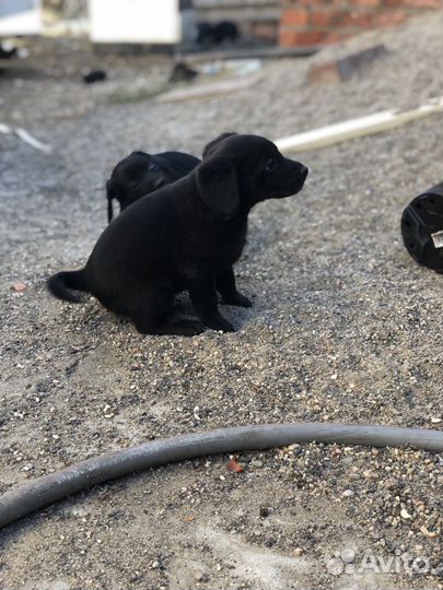 Кокер спаниель