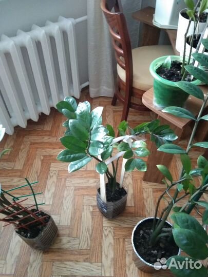 Комнатные растения