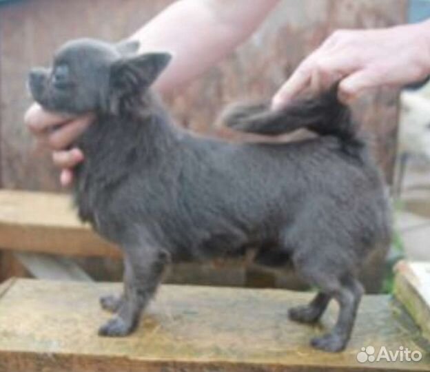 Чихуахуа д/ш взрослый бесплатно