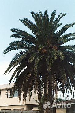 Пленочный фотоаппарат Olympus Superzoom 800