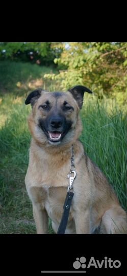 Мила ищет дом