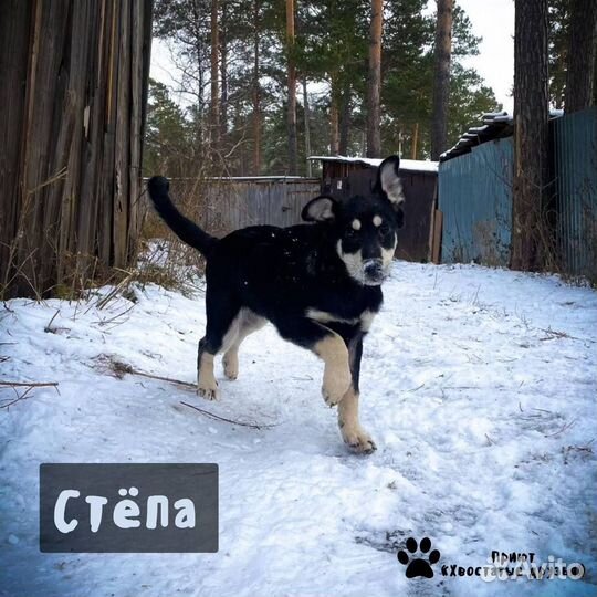 Собака в добрые руки