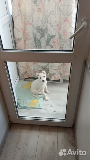 Белоснежный щенок