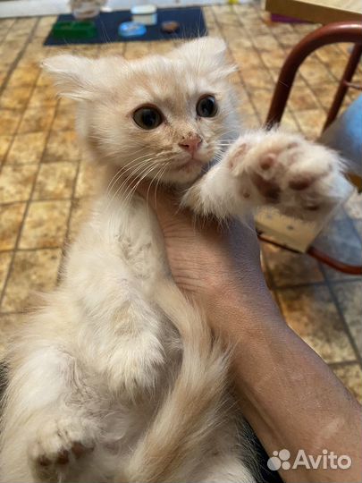 Котятки в добрые руки