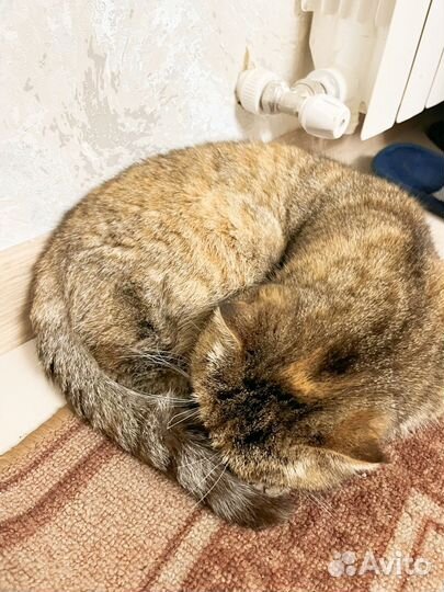 Шотландская Кошка