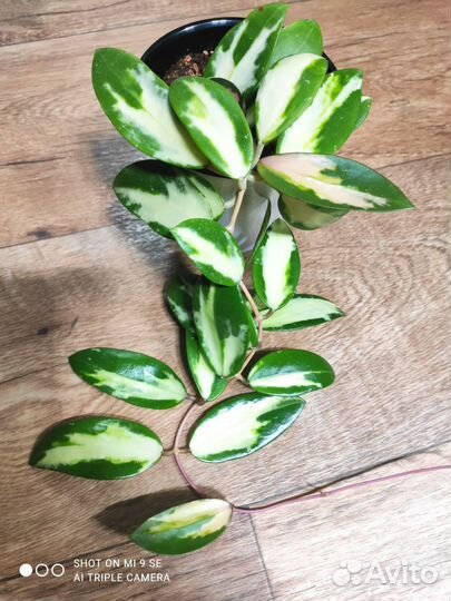 Хойи срезом