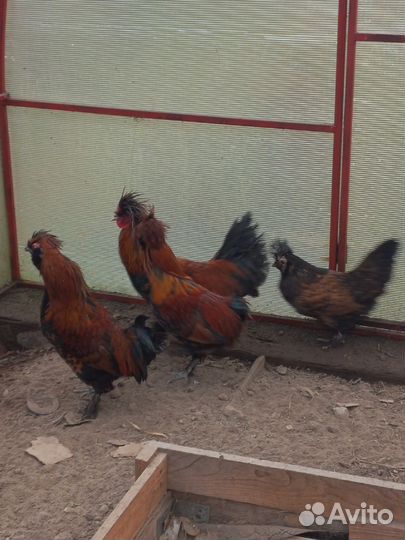 Орловские ситцевые, павловские золотые