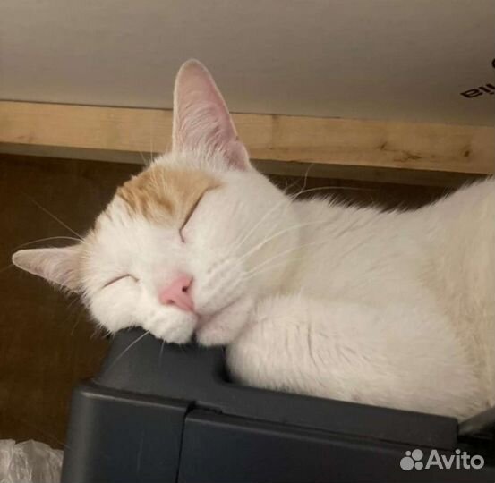 Кошка в дар