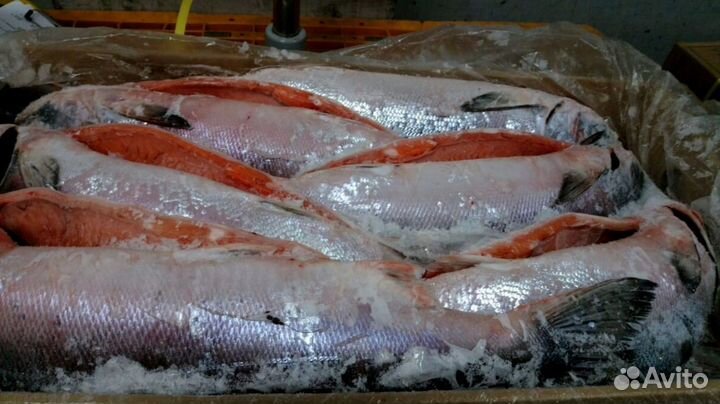 Кета пбг 2023г