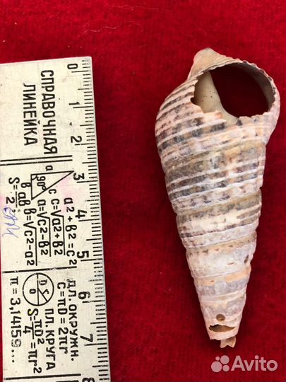 Ракушки / ракушка морская / для аквариума