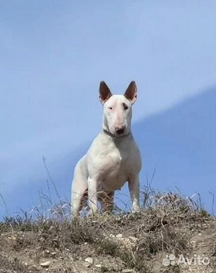 Девочка стандартный бультерьер