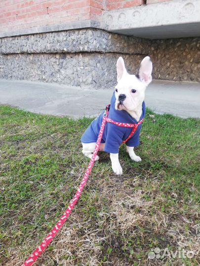 Одежда для собаки