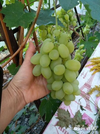 Саженцы винограда,малины,гр.ореха,черенки инжира