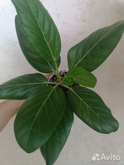 Фикус бенгальский Одри
