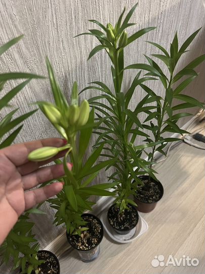 Комнатные цветы калла