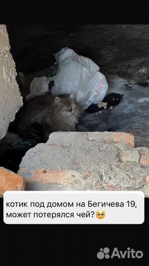 Котейка на улице
