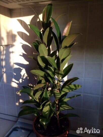 Фикус Мелани. Фикус Лирата