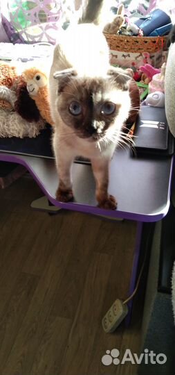 Отдам бесплатно