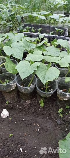 Рассада томатов,перца,баклажанов