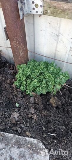 Дачные цветочки