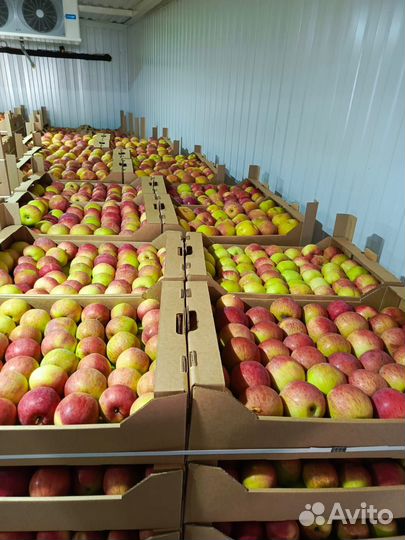 Продам яблоки Синап Орловский звоните