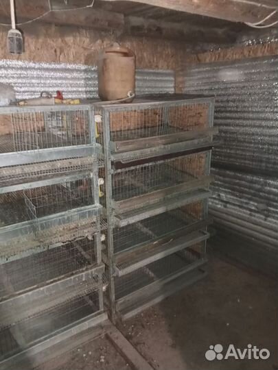 Клетки для перепелов бу