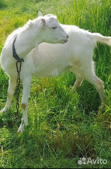 Коза ламанча