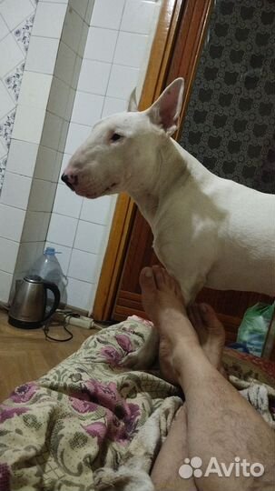 Стандартный бультерьер