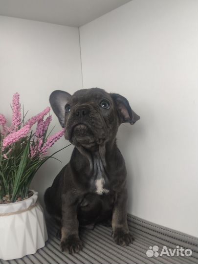 Французский бульдог голубой