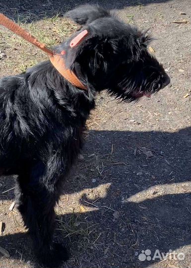 Ризеншнауцер