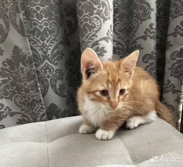 Котёнок,котик