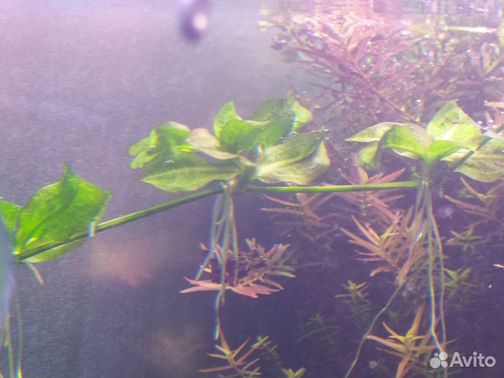 Криптокорина ретроспиралис