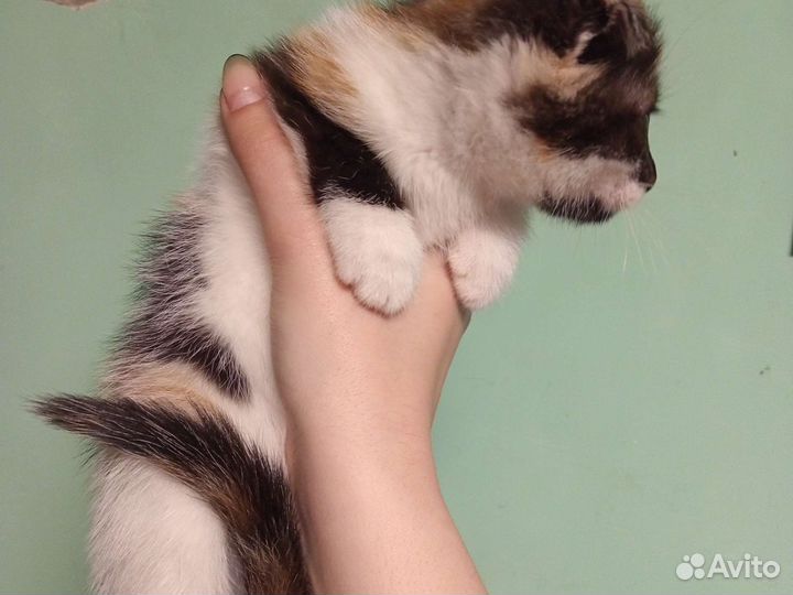 Вислоухий котёнок бесплатно
