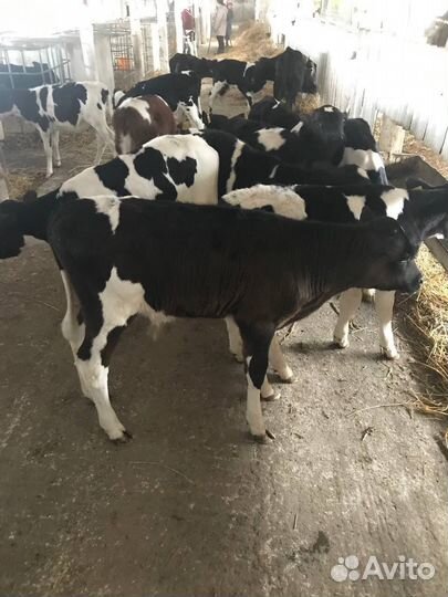 Телята телки бычки