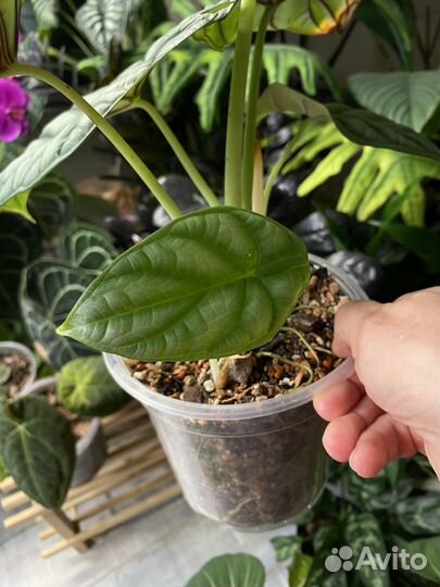 Алоказия сильвер дракон