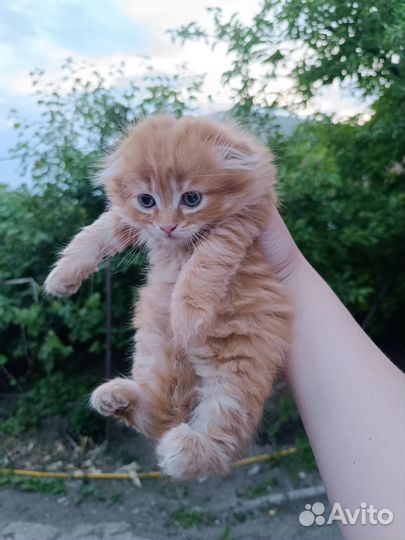 Шотландские котята
