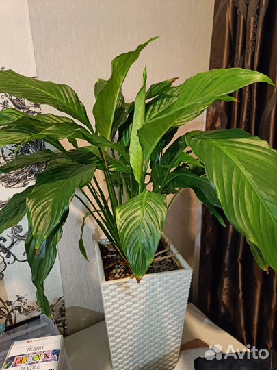 Спатифиллум