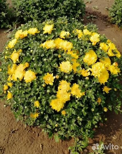 Хризантема жёлтая