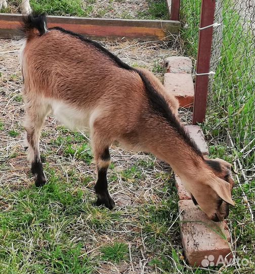 Козочка молочная