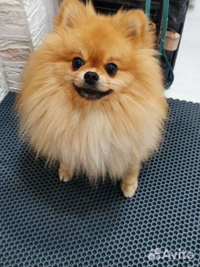 Померанский шпиц вязка