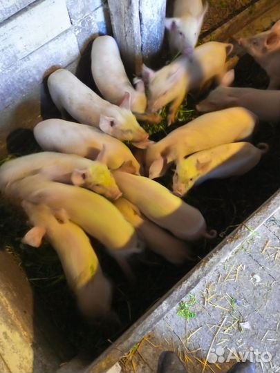 Поросята
